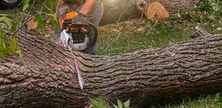 Best Firewood Processing and Delivery  in Mcleansville, NC